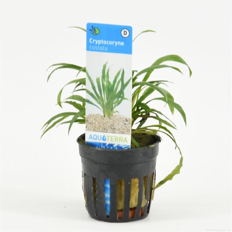 6x Cryptocoryne Costata